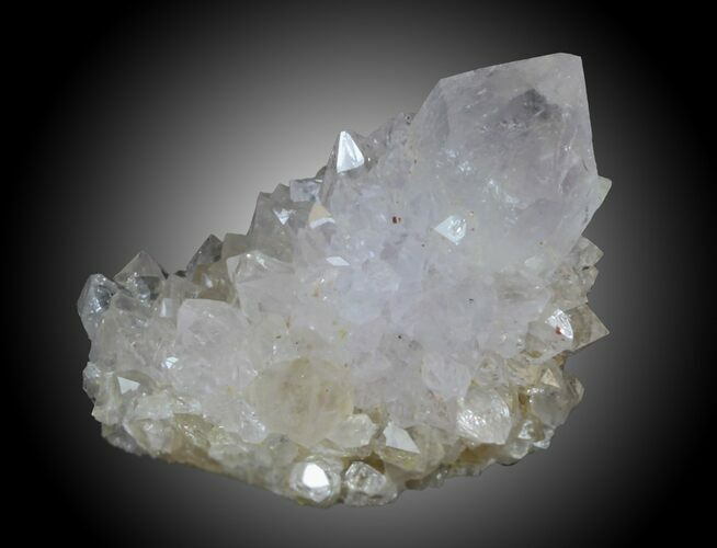 Cactus Quartz Crystals - South Africa #33916